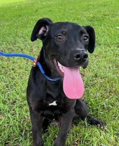 A baby medium-sized male Tricolor (Brown, Black, & White) Labrador Retriever dog named Pup Oden for adoption in Washington, DC