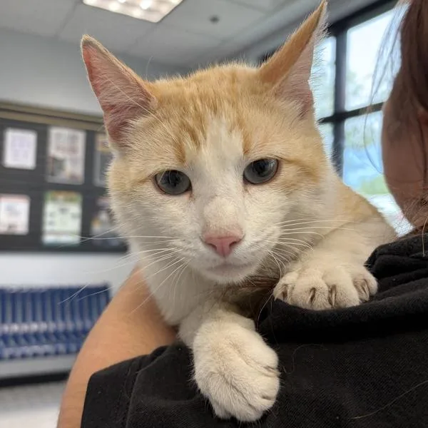 An adult medium-sized male Domestic Short Hair cat named Pickle for adoption in Des Moines, IA