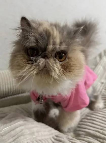 A senior small-sized female Persian cat named Duchess for adoption in Fort Worth, TX