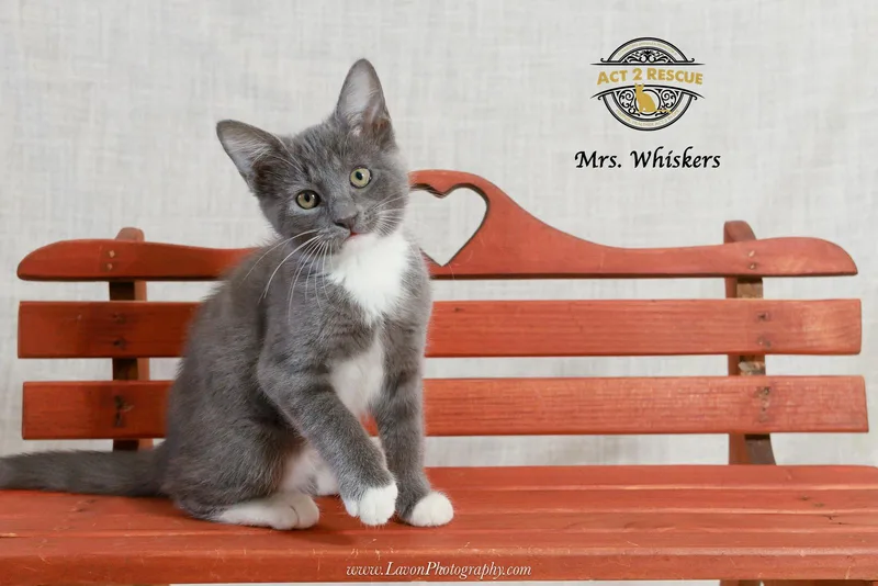 A young medium-sized female Gray & White Domestic Short Hair cat named Mrs. Whiskers for adoption in Riverside, CA