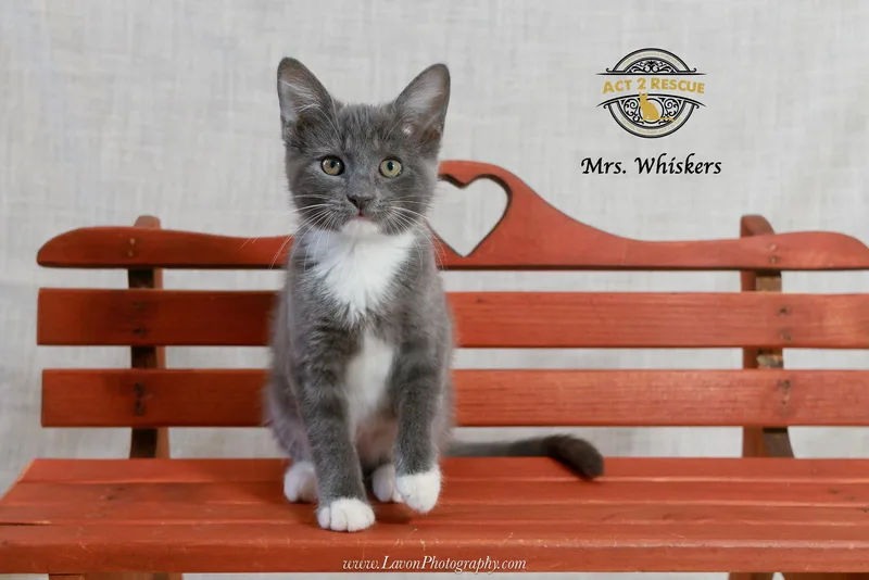 Mrs. Whiskers thumbnail 2