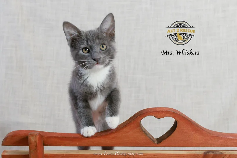 Mrs. Whiskers thumbnail 3