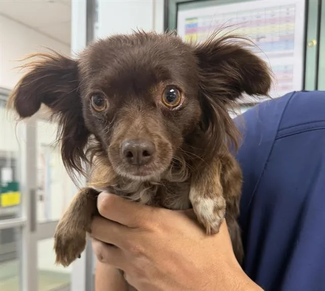 A young medium-sized female Chihuahua dog named Lottie for adoption in Albuquerque, NM