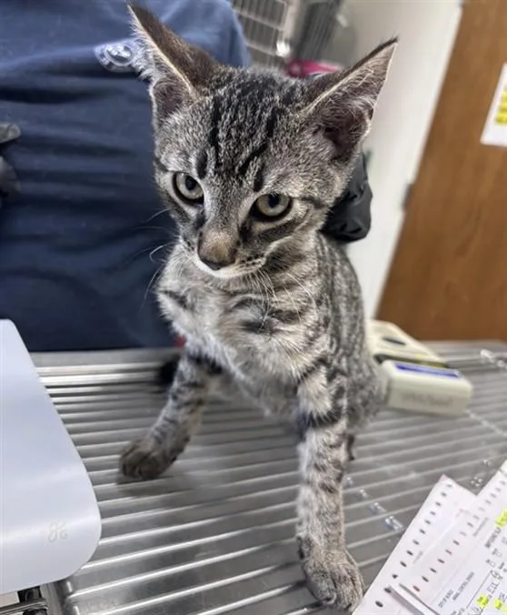 A baby small-sized male Domestic Short Hair cat named Bingo for adoption in Norco, CA