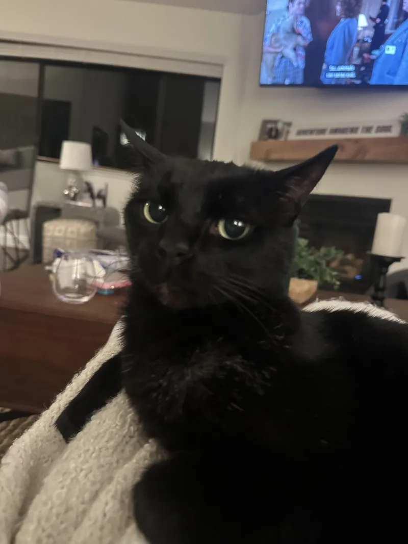 An adult large-sized male Black Domestic Short Hair cat named Avila for adoption in San Luis Obispo, CA