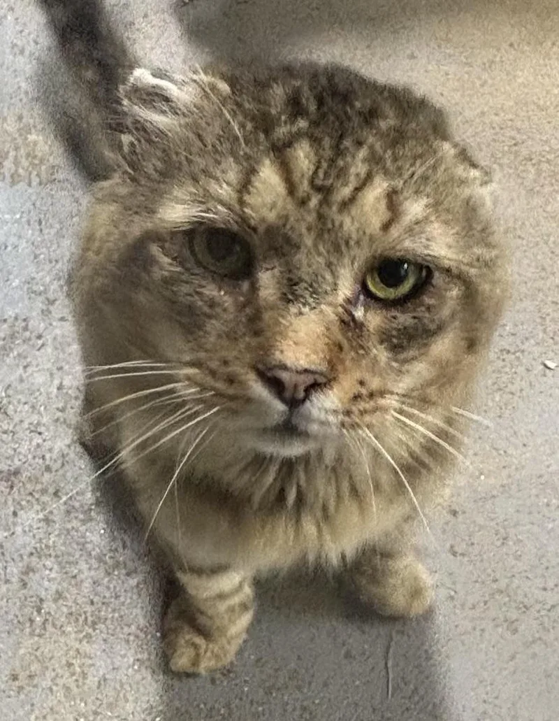 An adult large-sized male Tabby (Tiger Striped) Domestic Short Hair cat named Benny for adoption in North Haven, CT
