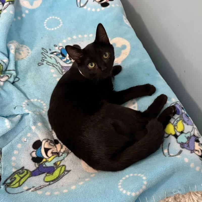 A young medium-sized female Black Domestic Short Hair cat named Flopsy for adoption in Brownsboro, AL