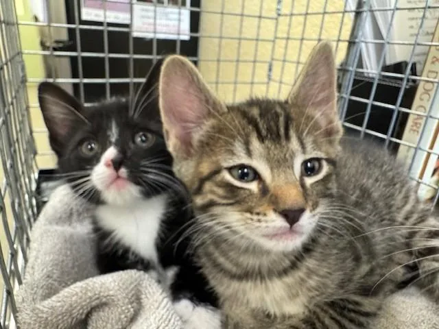 A baby small-sized male Domestic Short Hair cat named Casper for adoption in Fort Myers, FL