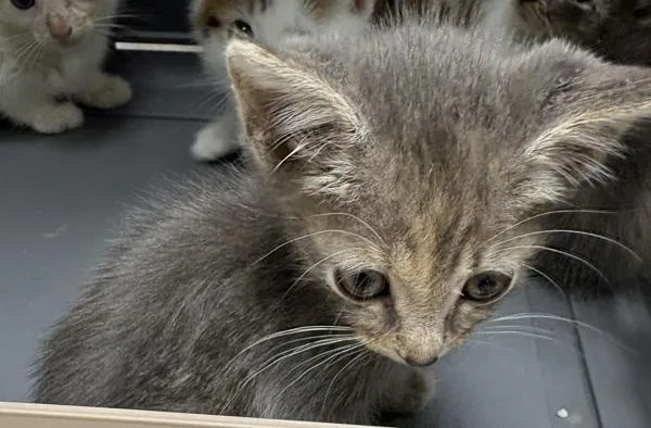 A baby small-sized female Domestic Short Hair cat named Kcd Micah for adoption in Lawrenceville, GA