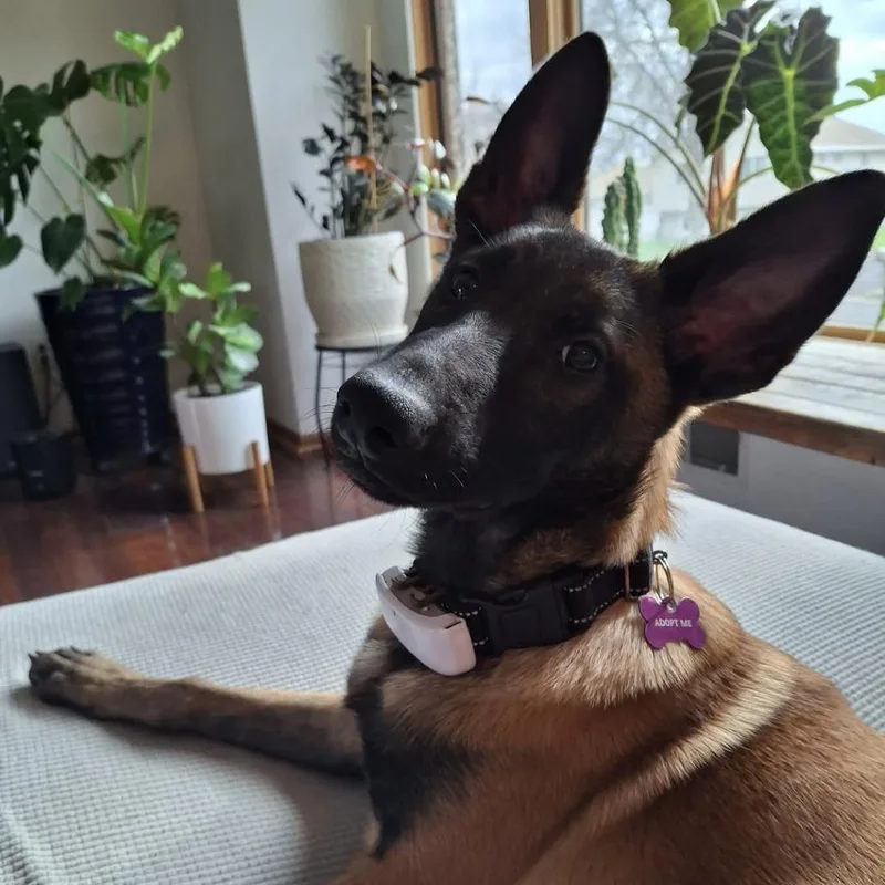 A baby medium-sized female Belgian Shepherd / Malinois dog named Nia for adoption in Crystal, MN