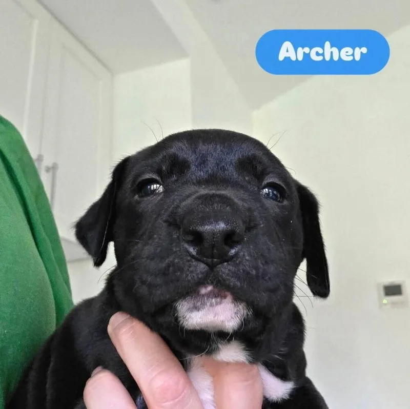 Baby Archer thumbnail 4