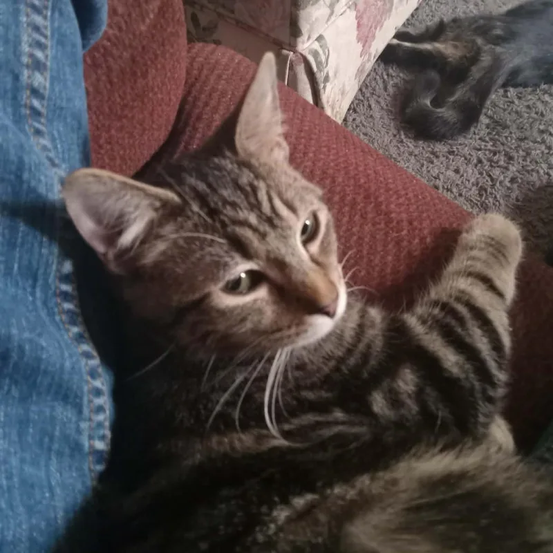 An adult small-sized male Gray / Blue / Silver Domestic Short Hair cat named Oliver for adoption in Springfield, OH