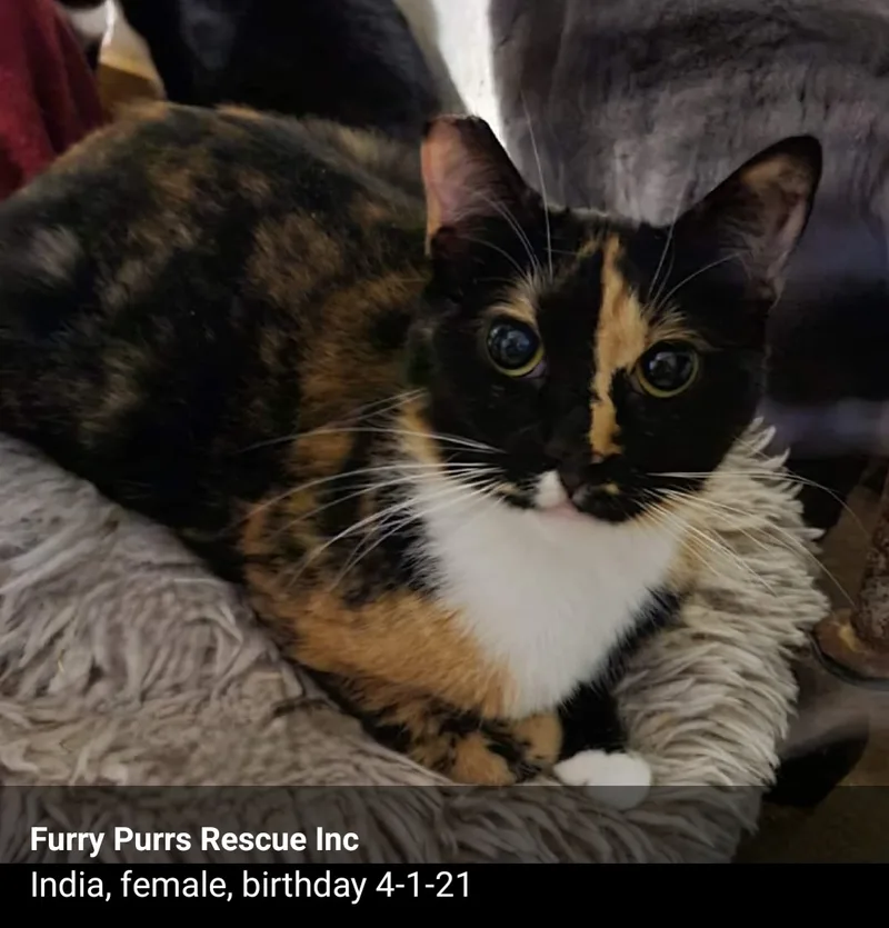 Three Amigos thumbnail 2