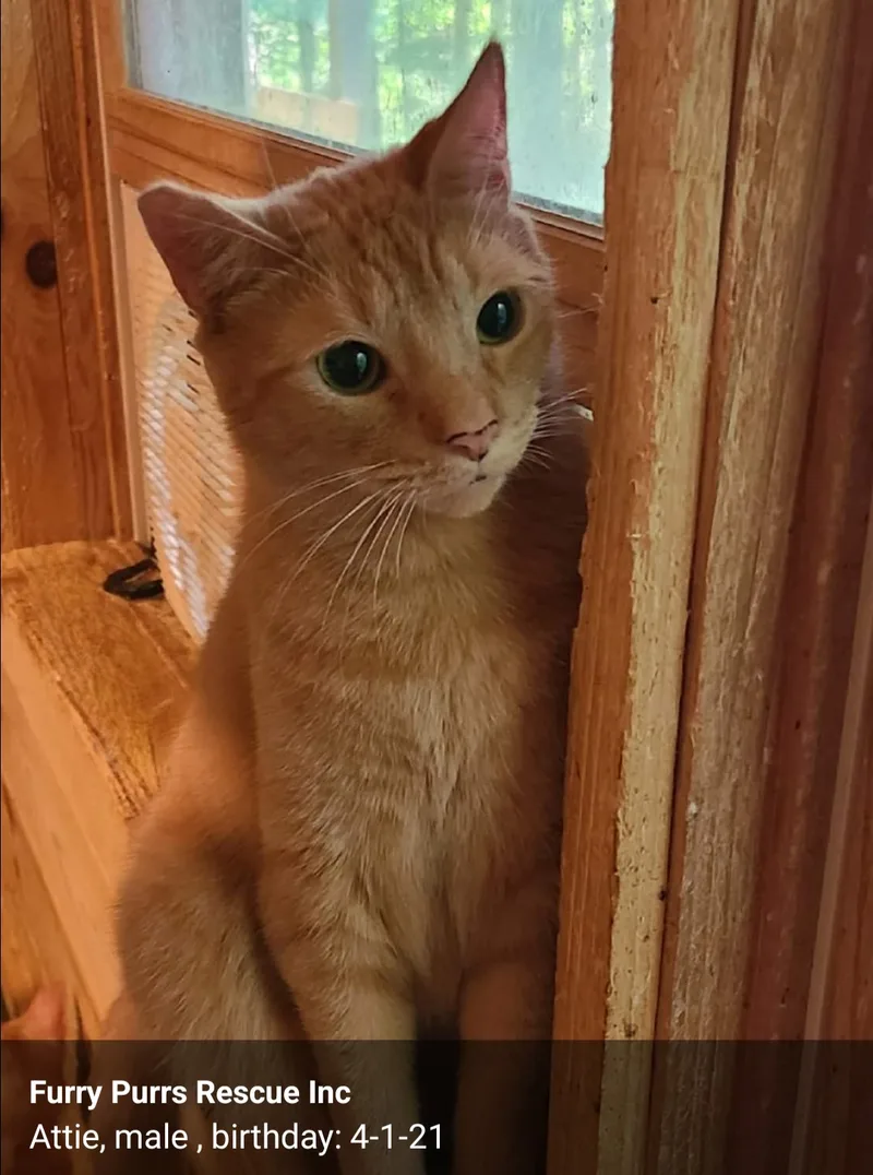 Three Amigos thumbnail 3