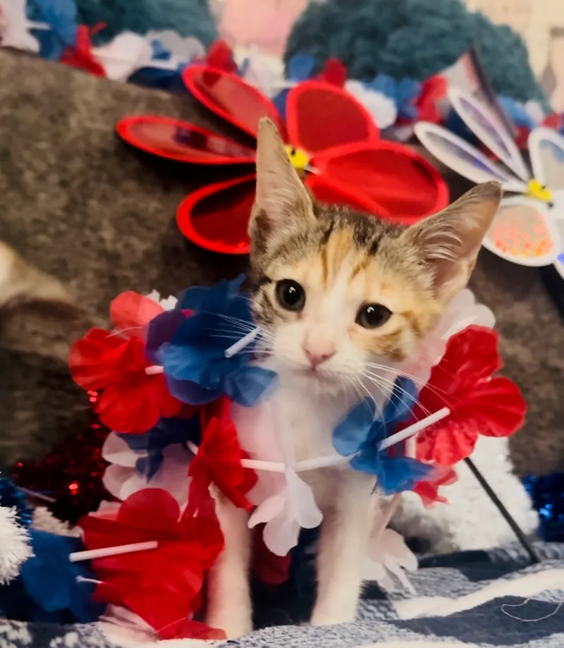 A young medium-sized female Calico American Shorthair cat named Georgina for adoption in Palm City, FL