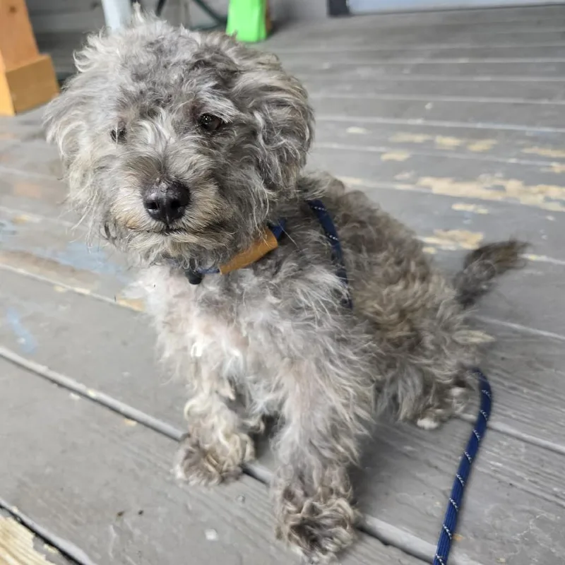 A young small-sized male Gray / Blue / Silver Shih Tzu dog named Milo for adoption in West Islip, NY