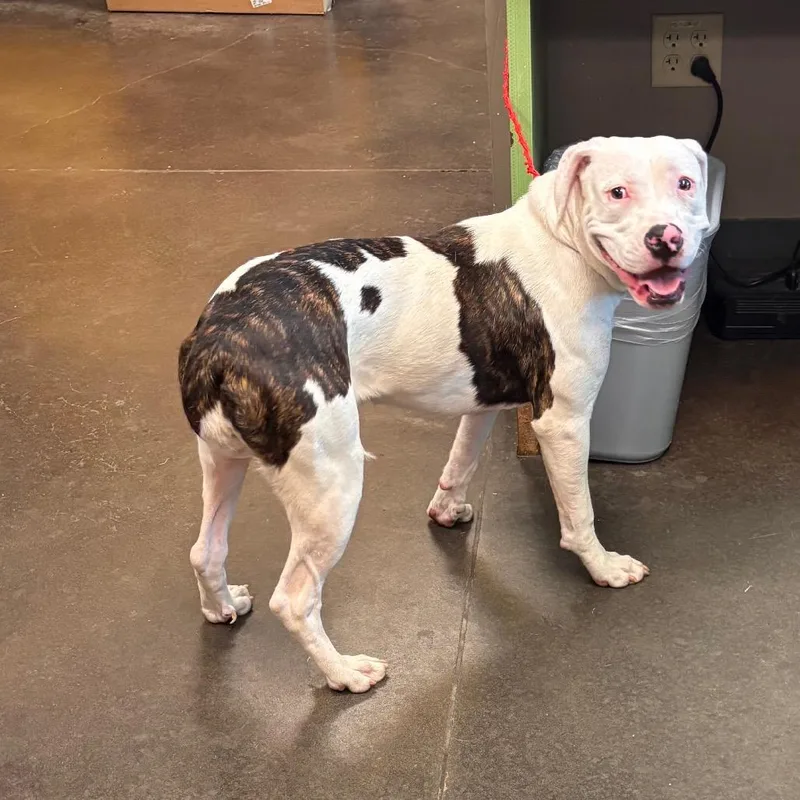 A young medium-sized female White / Cream Pit Bull Terrier dog named Harpo for adoption in Norman, OK