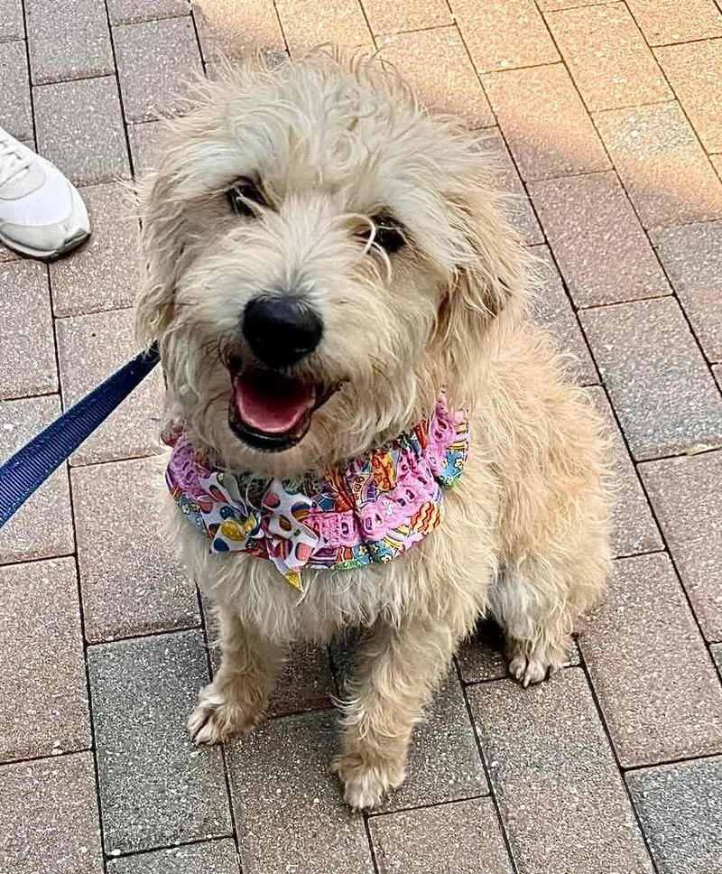 Goldieyoung And Sweet