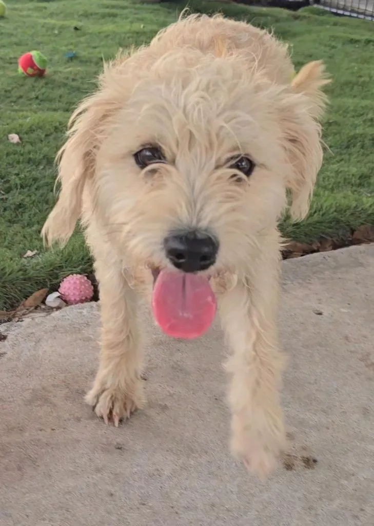 Goldieyoung And Sweet thumbnail 2