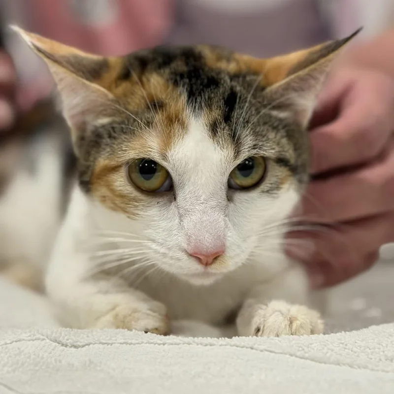 A young small-sized female Calico Domestic Short Hair cat named Slang for adoption in Tucson, AZ