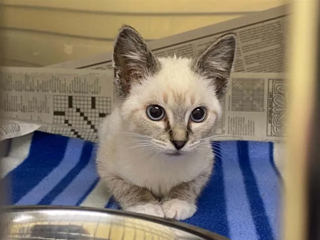 A baby small-sized male Siamese cat named A for adoption in Tustin, CA
