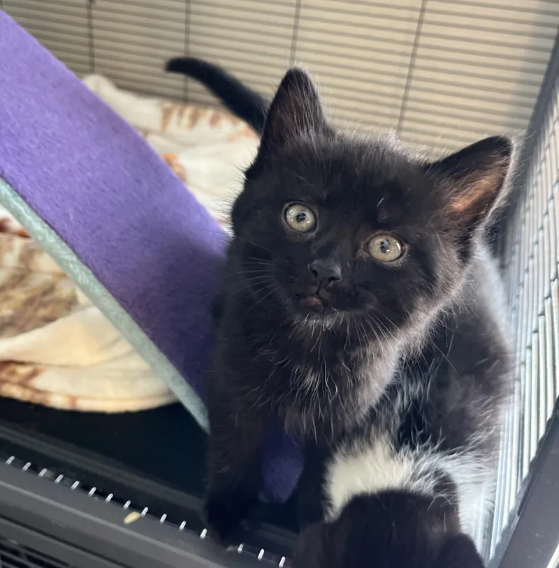 A baby medium-sized male Black Domestic Short Hair cat named H.P. Lovecraft for adoption in Seville, OH