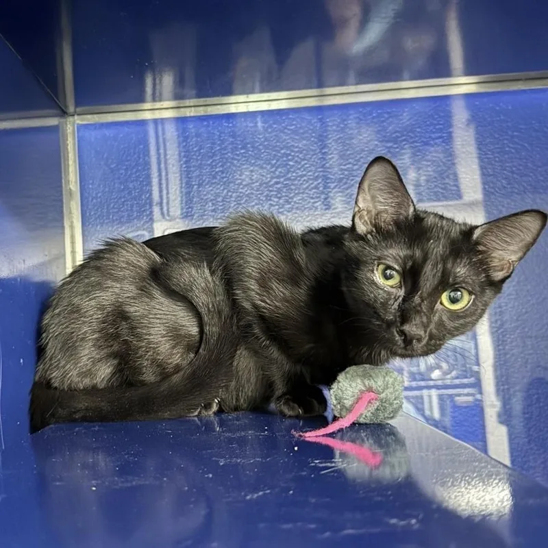 A baby medium-sized male Black Domestic Short Hair cat named Lace for adoption in Los Angeles, CA