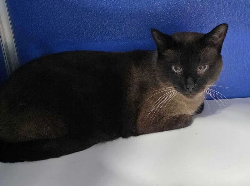 An adult medium-sized male Domestic Short Hair cat named Leukin for adoption in Colorado Springs, CO
