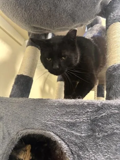 An adult small-sized male Domestic Short Hair cat named Brutus for adoption in St. Anne, IL