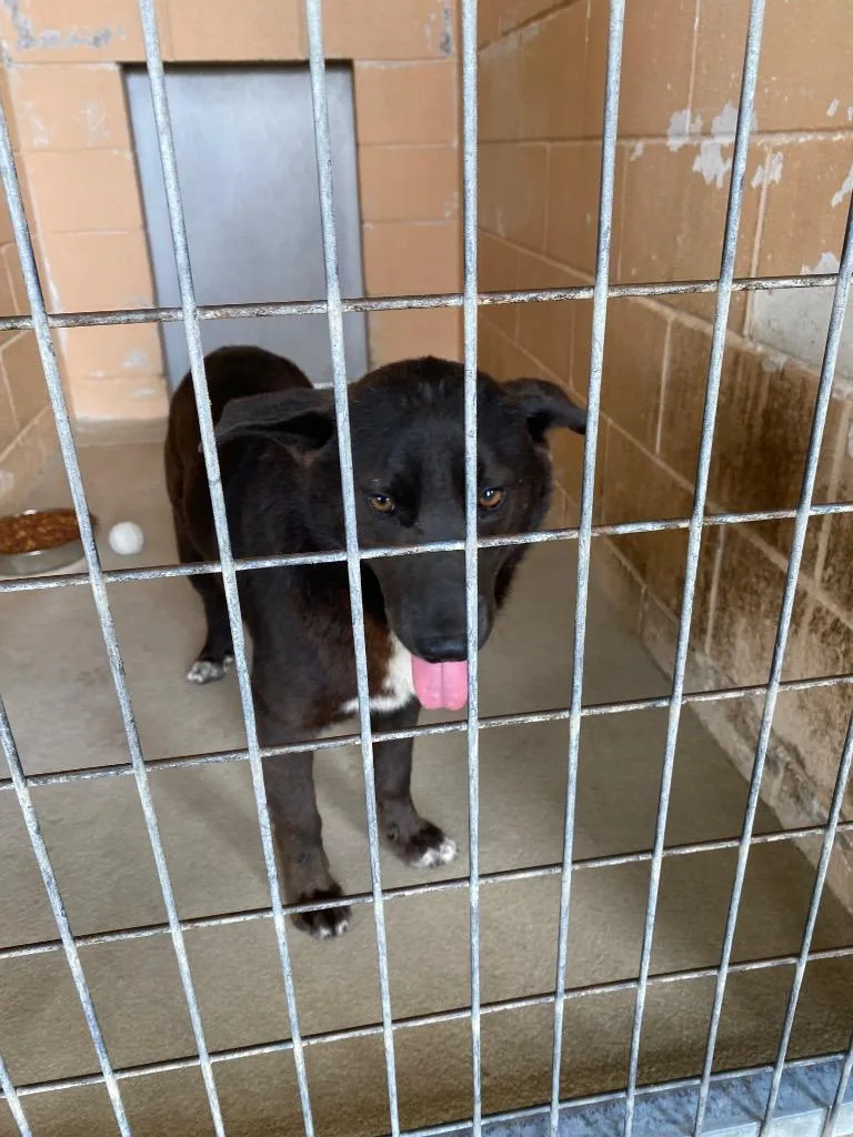 A young medium-sized male Australian Shepherd dog named Richard for adoption in New Braunfels, TX