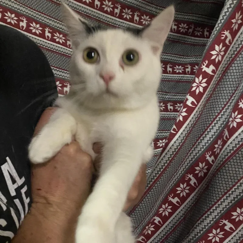 A young small-sized male White Domestic Short Hair cat named Chicago for adoption in Hemet, CA