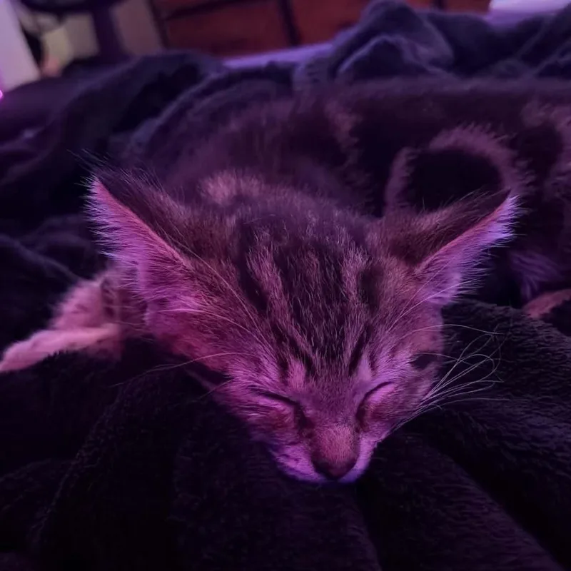 A baby small-sized male Black Domestic Short Hair cat named Coco for adoption in Shelbyville, IN