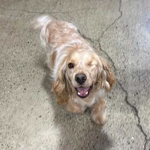 An adult small-sized male Apricot / Beige Cocker Spaniel dog named Rudy for adoption in South San Francisco, CA