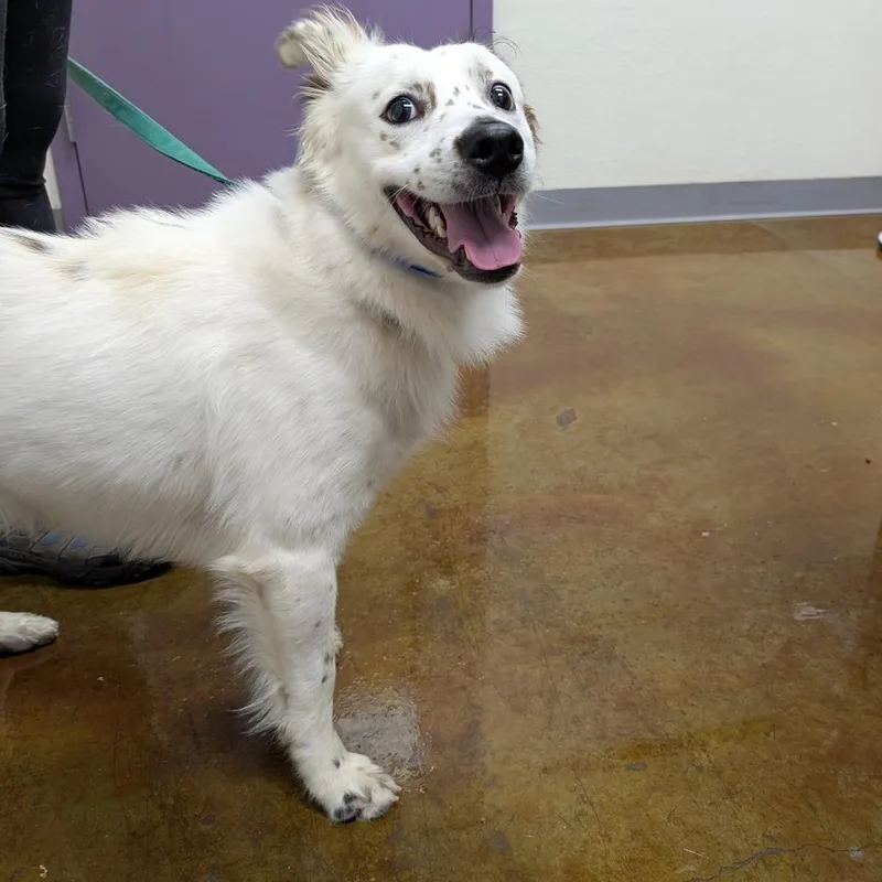 A young medium-sized male White / Cream Border Collie dog named Leo The Magical Cheese for adoption in Albuquerque, NM