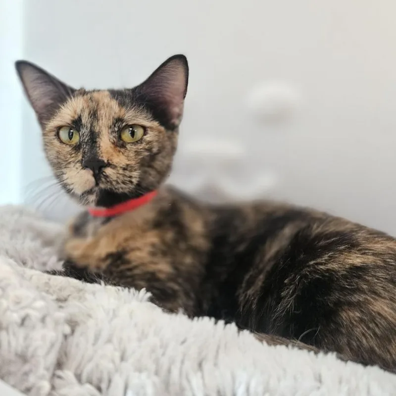 An adult medium-sized female Tortoiseshell Domestic Short Hair cat named Suzo for adoption in Lakewood, CO