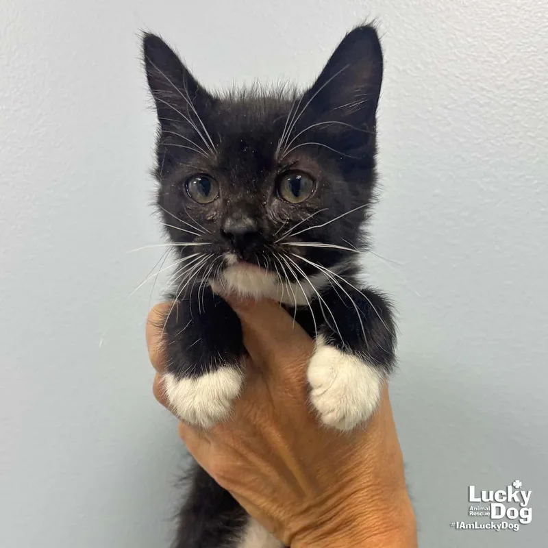 A baby medium-sized female Domestic Short Hair cat named Penguin for adoption in Washington, DC