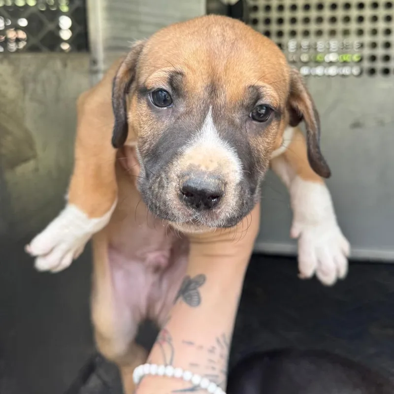 A baby small-sized male Yellow / Tan / Blond / Fawn Pit Bull Terrier dog named Grizzly for adoption in Birmingham, AL