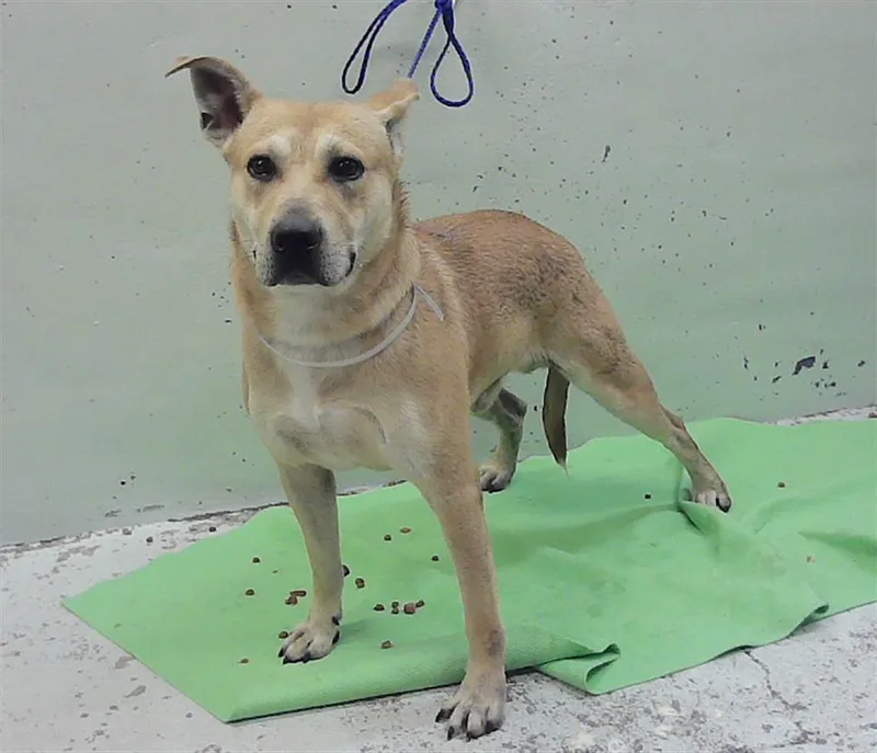 A young medium-sized male Staffordshire Bull Terrier dog named Marvin for adoption in Houston, TX