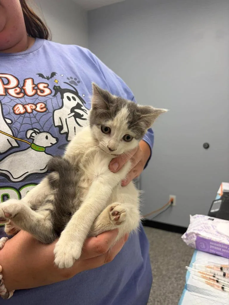 A baby medium-sized male Domestic Short Hair cat named Chocolate Chip for adoption in Republic, MO