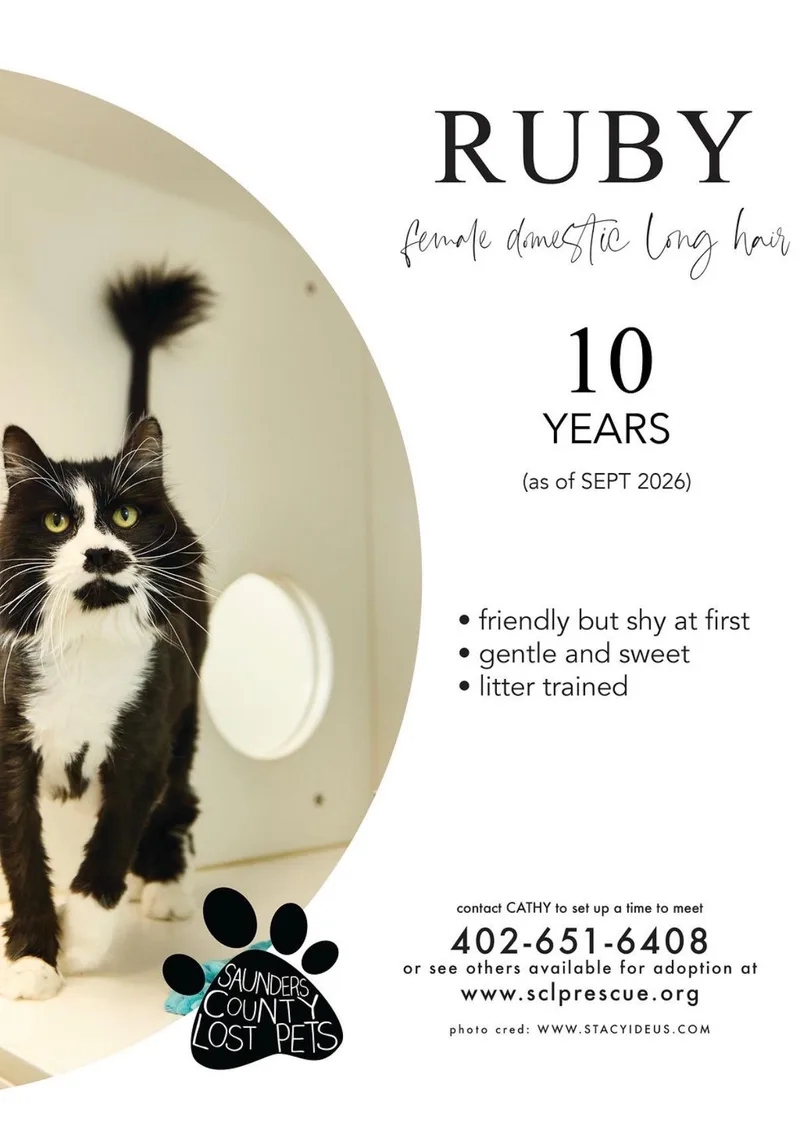 An adult medium-sized female Black & White / Tuxedo Domestic Long Hair cat named Ruby for adoption in Wahoo, NE