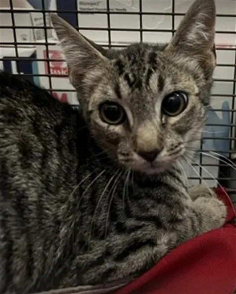 A baby small-sized male Domestic Short Hair cat named Jim for adoption in San Bernardino, CA