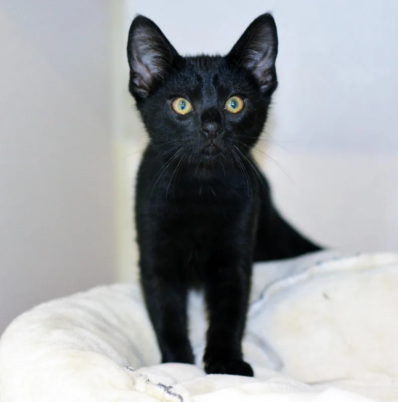 A baby medium-sized male Black Domestic Short Hair cat named Dewey for adoption in San Clemente, CA