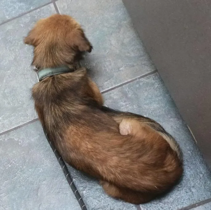 An adult medium-sized female Mixed Breed dog named Bonny Sue for adoption in Livingston, TX