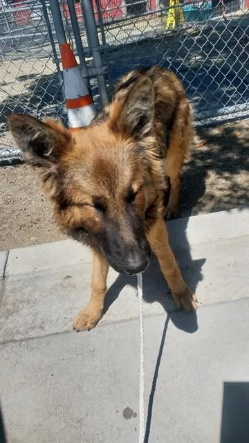 A young large-sized male German Shepherd Dog dog named Rodger for adoption in Baldwin Park, CA