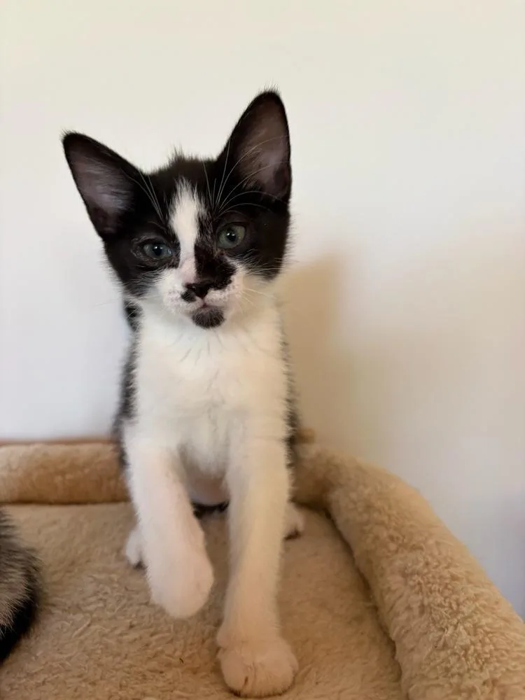 A baby small-sized male Black & White / Tuxedo Domestic Short Hair cat named Jethro for adoption in Mooresville, NC