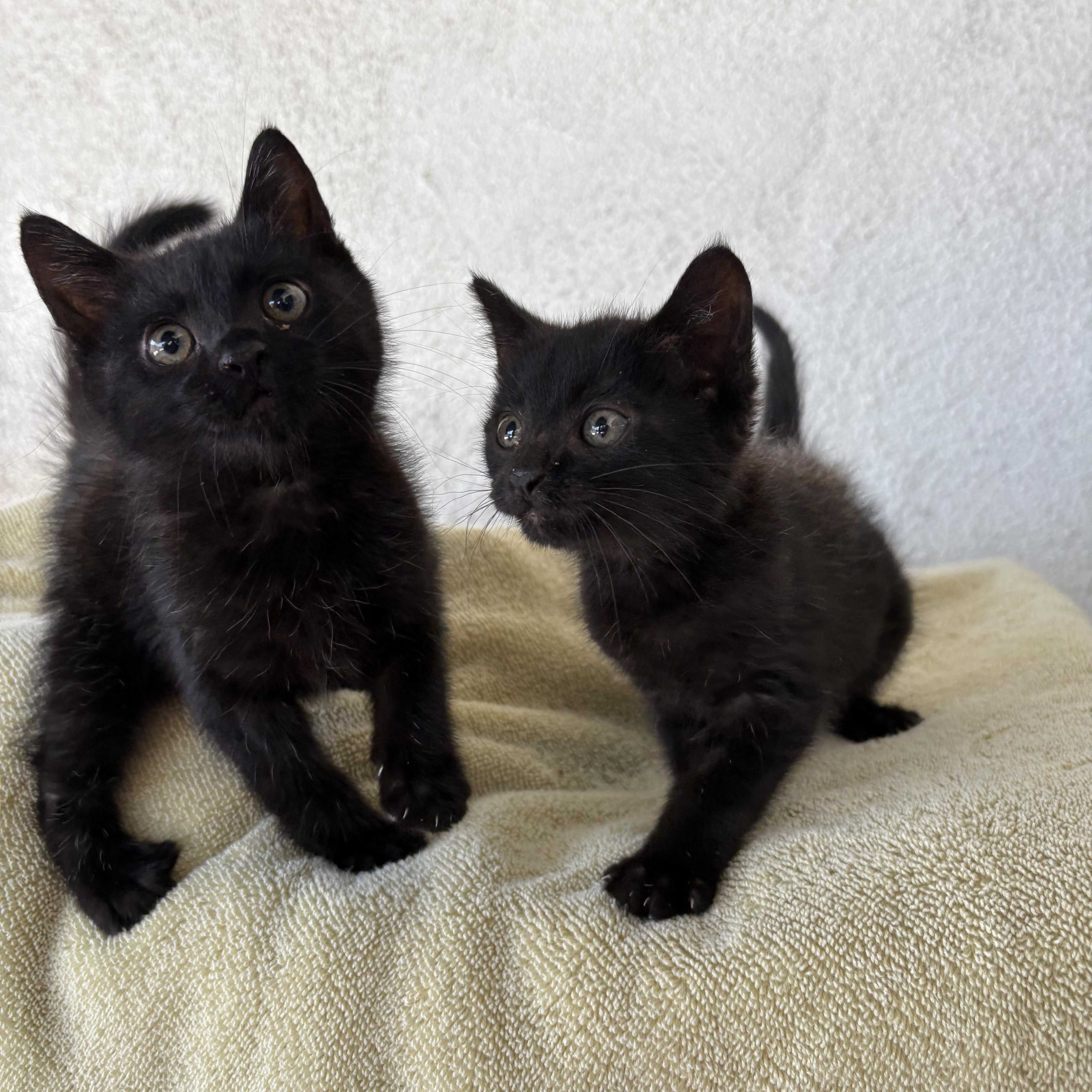 A baby medium-sized female Black Domestic Short Hair cat named Mint for adoption in Santa Ana, CA