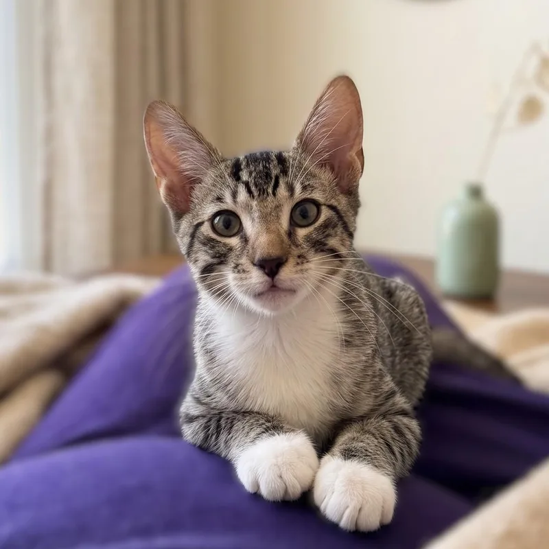 A baby medium-sized male Tabby (Gray / Blue / Silver) Domestic Short Hair cat named Pepin for adoption in Allen, TX