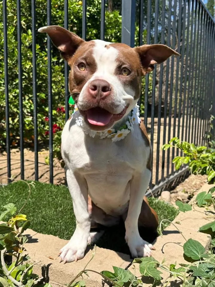 A young medium-sized male Pit Bull Terrier dog named Daisy for adoption in Redlands, CA