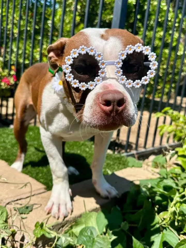Daisy thumbnail 2