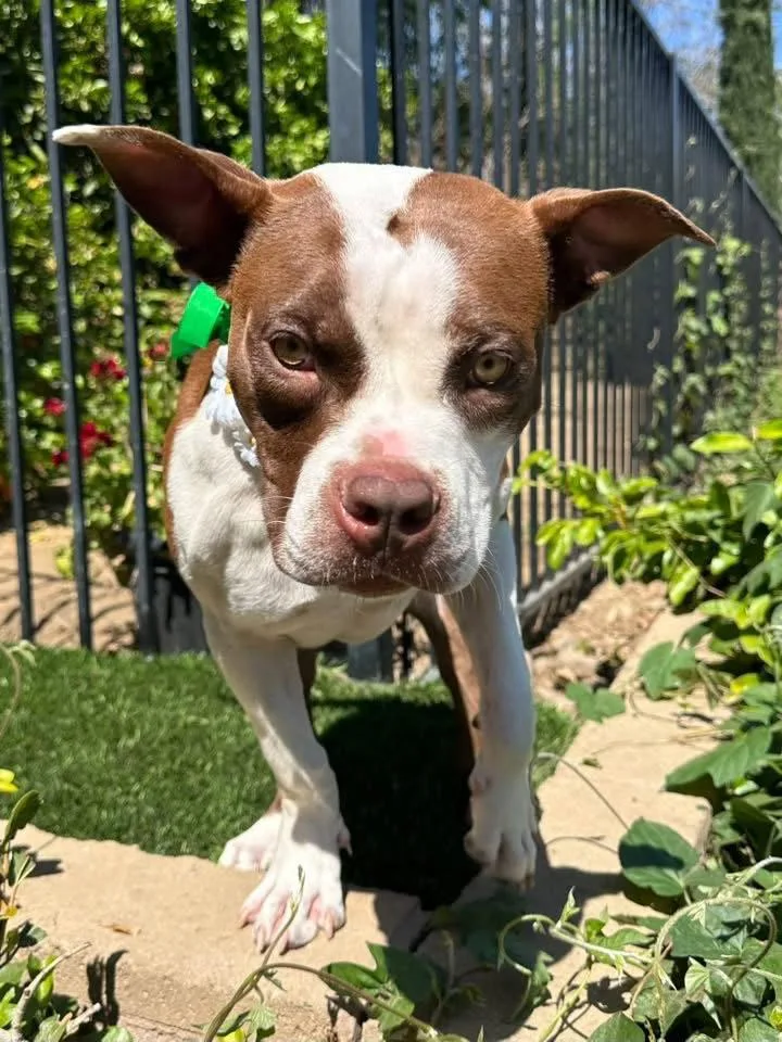 Daisy thumbnail 3